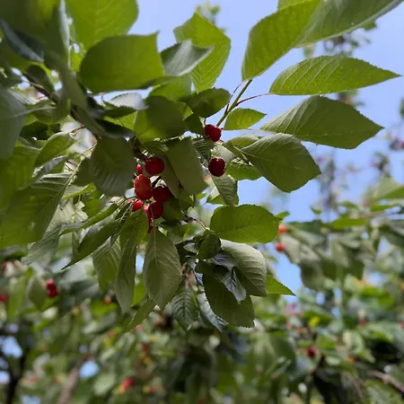 アパート Viki54 Fewo05 