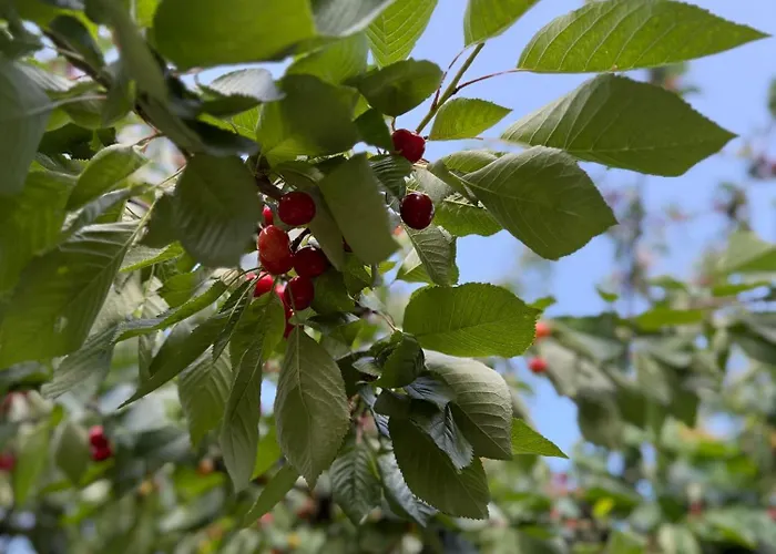 Appartement Viki54 Fewo05 